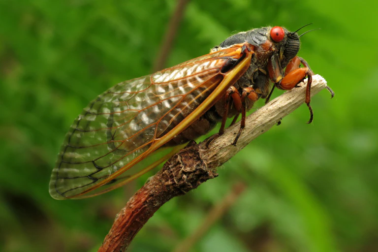 Adult cicada on branch.