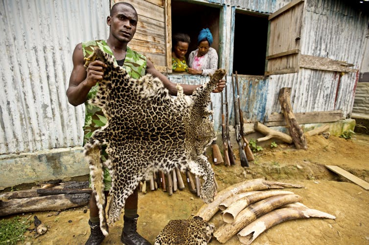 Man holds up leopard skin