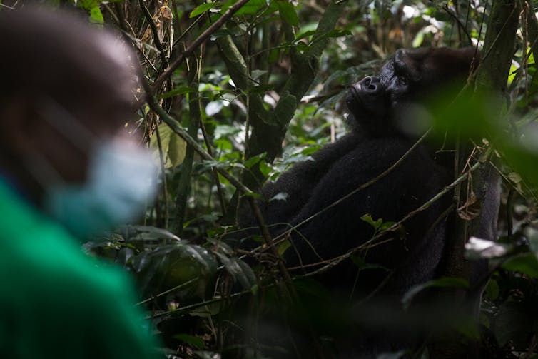 A gorilla and man wearing mask