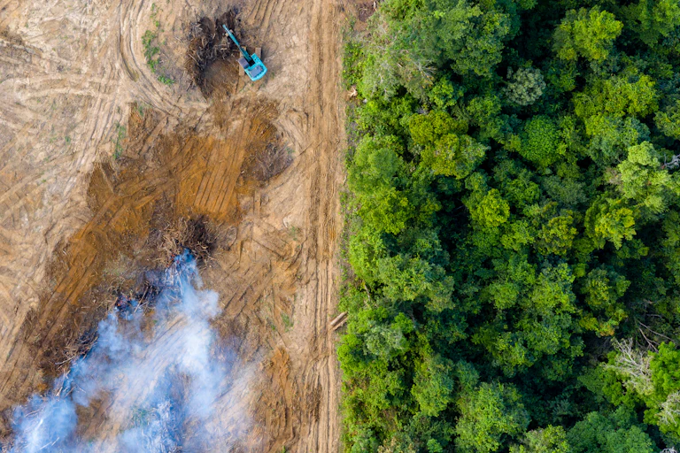 A deforested area against a forest