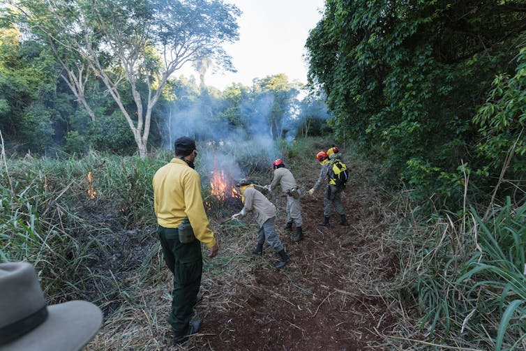 Rangers managing forest with fire.