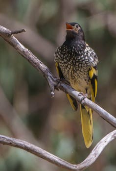 singing honeyeater