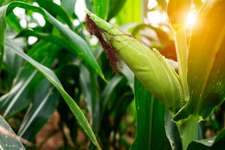 Maize that's ready for harvest in a bright green corn field.