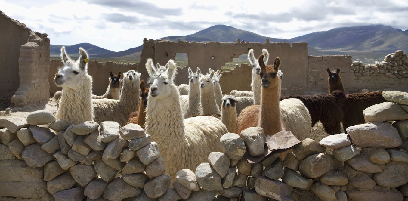 Llama animal Llama animal