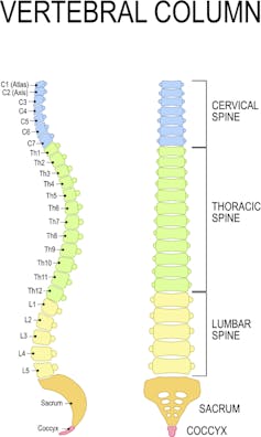 A diagram of the spine titles 'vertebral column'.