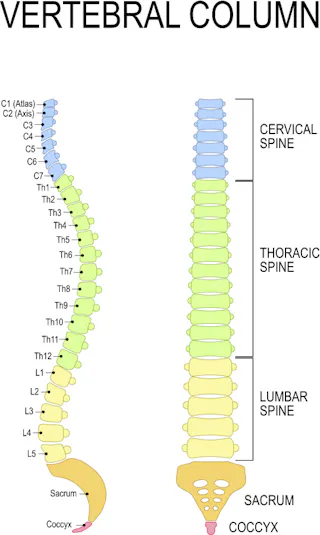 What S A T7 Vertebra And What Happens When You Injure It 2 Experts Explain