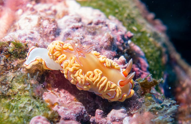 A wrinkly orange nudibranch nestled in algae