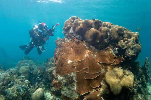 A SCUBA diver taking photos of a coral mound