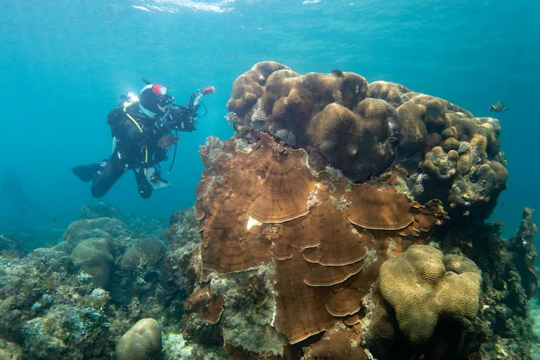 A SCUBA diver taking photos of a coral mound