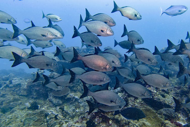 A school of large blu fish