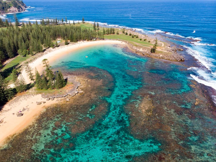 These underwater photos show Norfolk Island reef life still thrives, from vibrant blue flatworms to soft pink corals