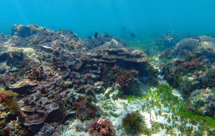 Healthy brown coral garden