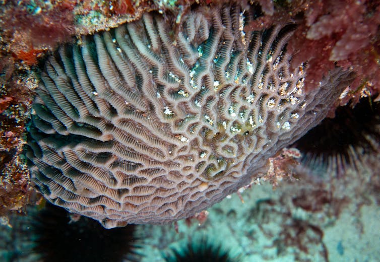 Close-up of white, wrinkly coral