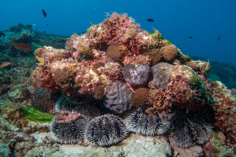 Fat, black and white urchins beneath a coral mound