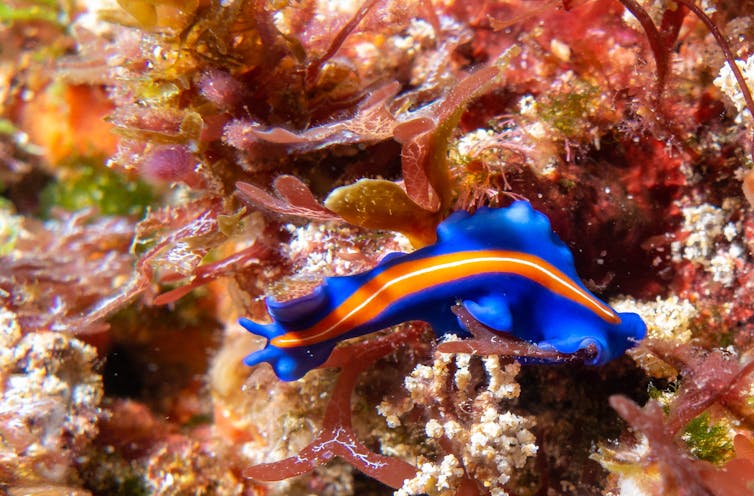 A vibrant blue ribbon-like worm with an orange stripe