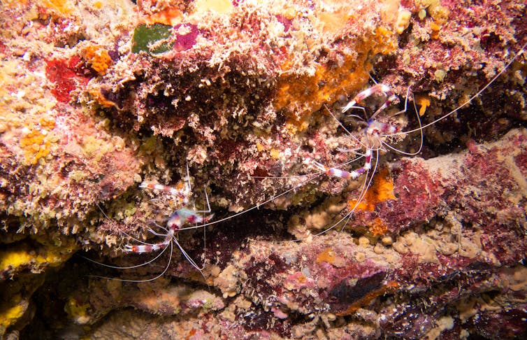 Two spindly shrimp beneath coral