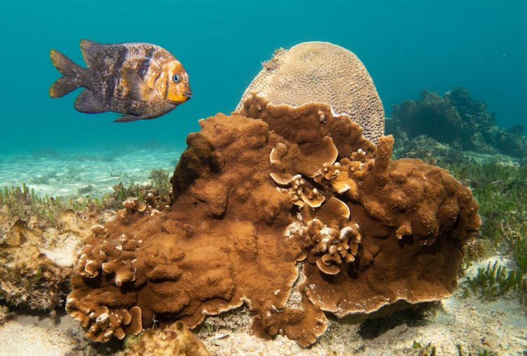 An orange fish near a mound of orange coral