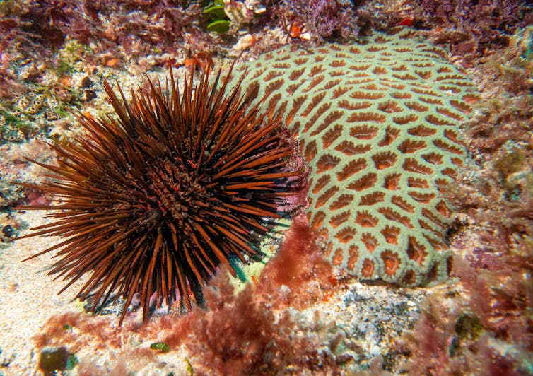 Red urchin beside coral