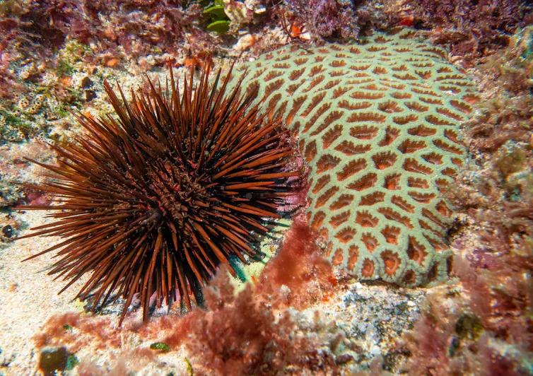 Red urchin beside coral