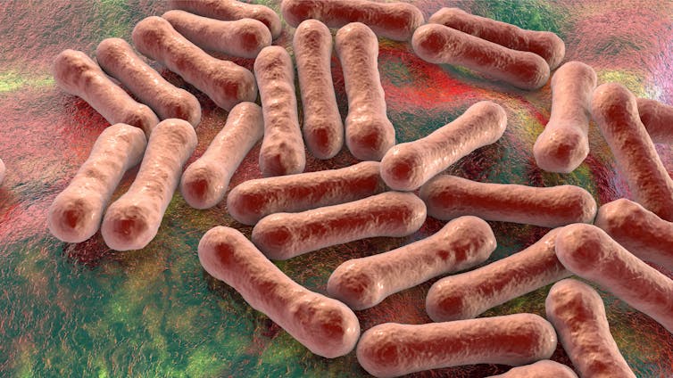 Computer image of group of long thin bacteria cells.