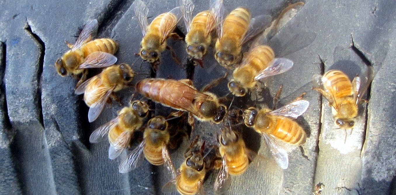 Smells like queen spirit: royal pheromones in insect colonies