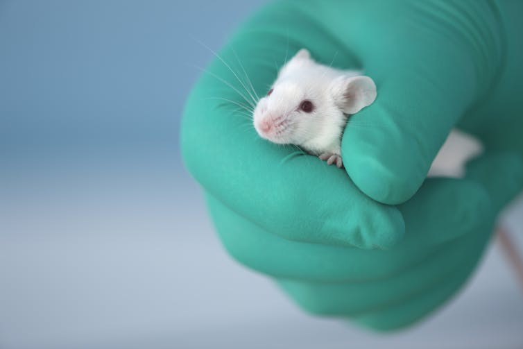 gloved hand holds a mouse