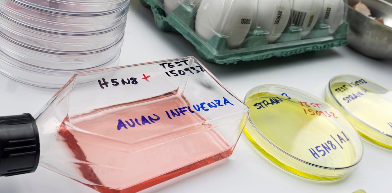 Gripe aviar h5n8: ¿existe riesgo para los seres humanos?