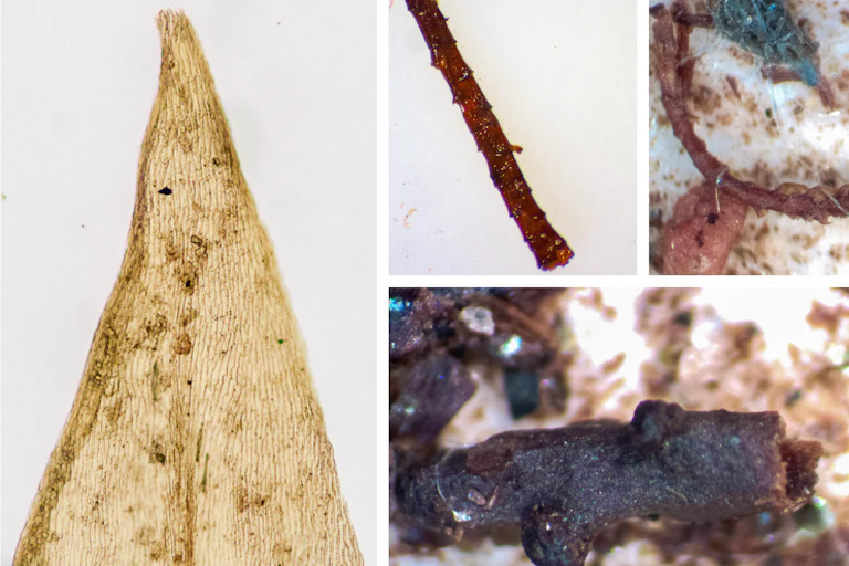 Leaves and twigs under a microscope