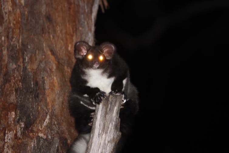 A greater glider with shining eyes at night