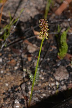 5 remarkable stories of flora and fauna in the aftermath of Australia’s horror bushfire season