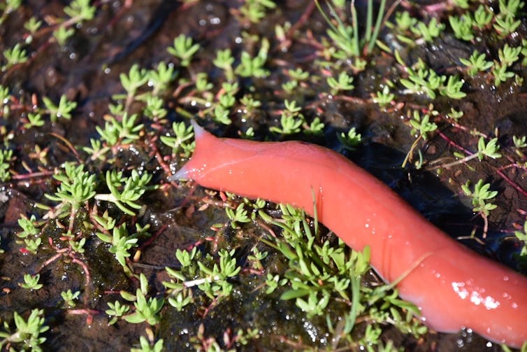 Bright pink slug