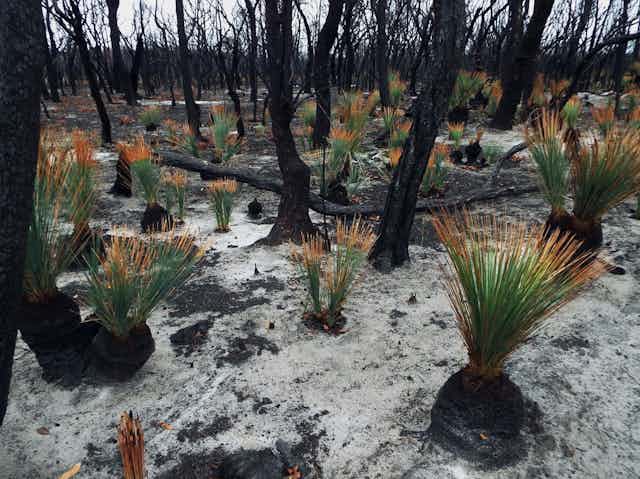 Shoots of grass trees in a burnt-out forest
