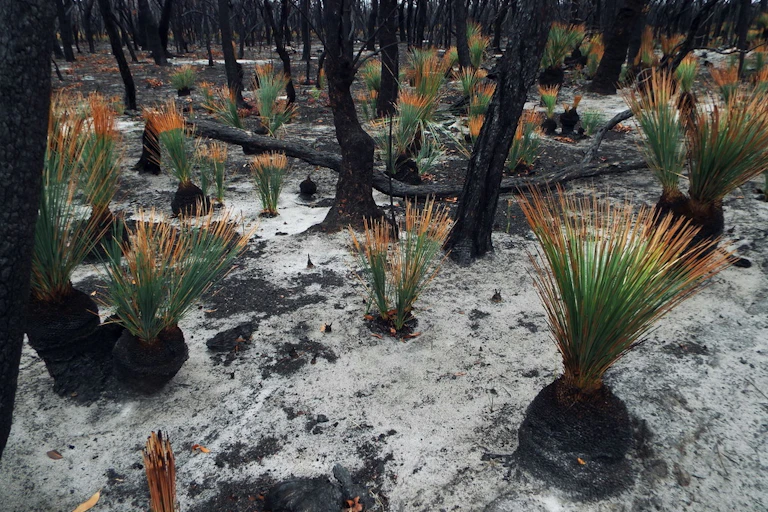 Shoots of grass trees in a burnt-out forest