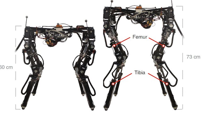 Shape-shifting robots in the wild: the DyRET robot can rearrange its body to walk in new environments