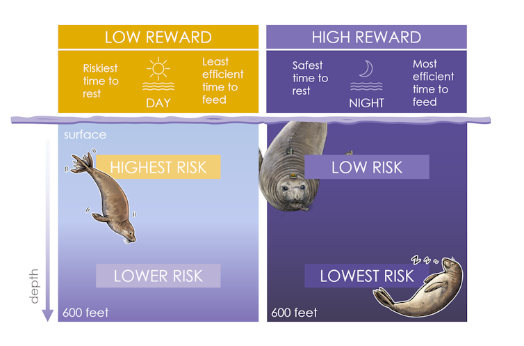 Seals over a gradient of light levels during day and night