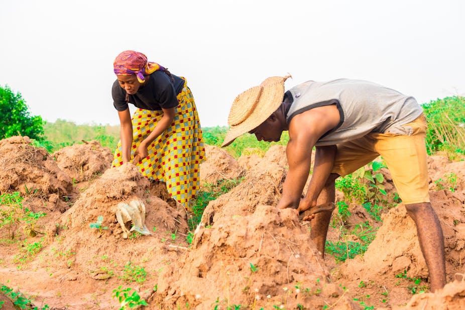 Man and woman tilling soil in a farmland,