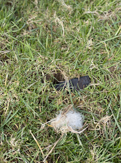 A bit of black rock hidden beneath some grass, next to some sheep fur.