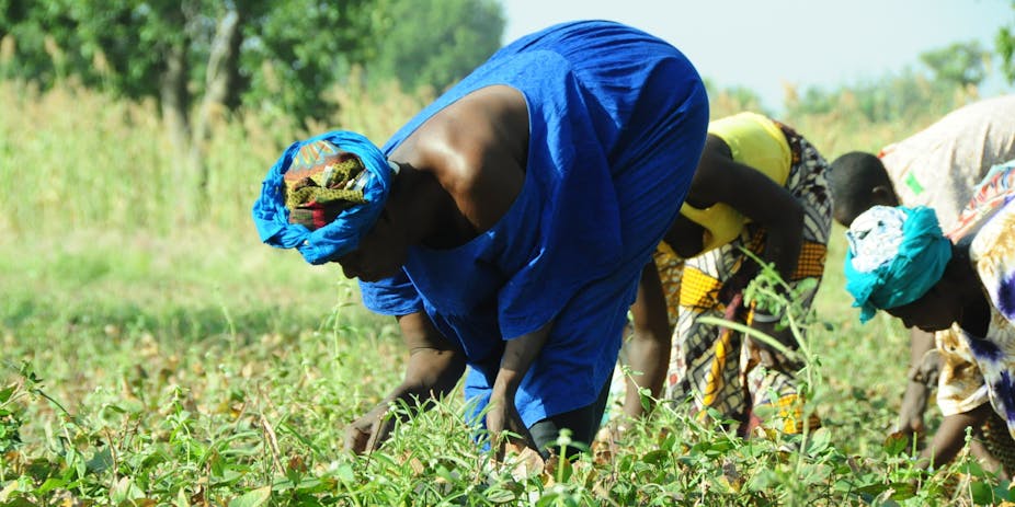 Women bending over in a field where a crop is growing