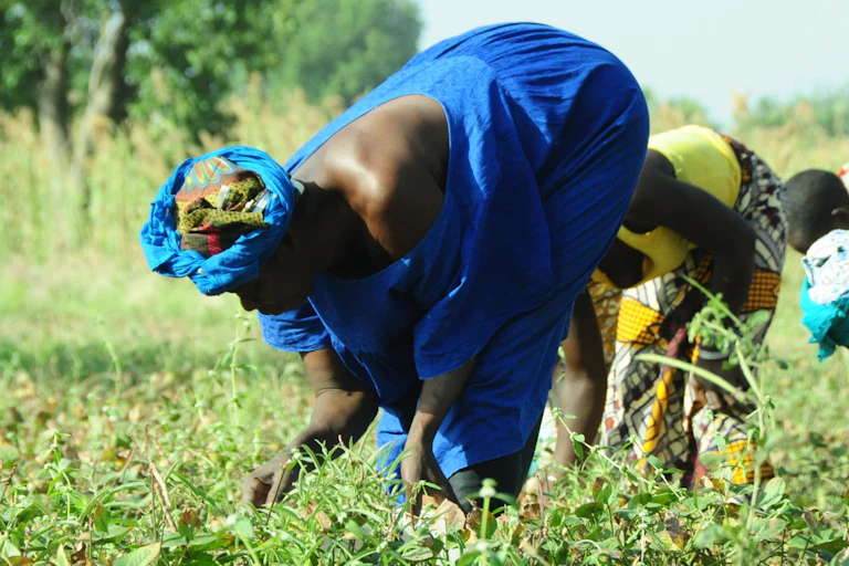 Women bending over in a field where a crop is growing