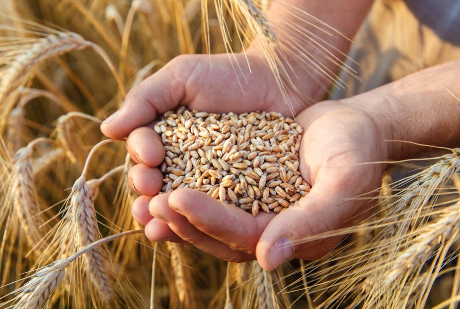 A person holding unprocessed wheat in their hands.