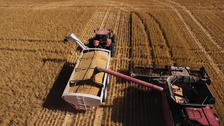 A harvester combine pours harvested wheat into a truck.