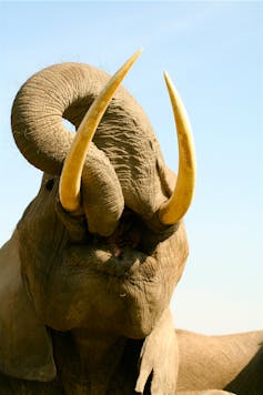An elephant seen from below resting its trunk on one of its tusks