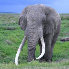How did elephants evolve such a large brain? Climate change is part of the  answer