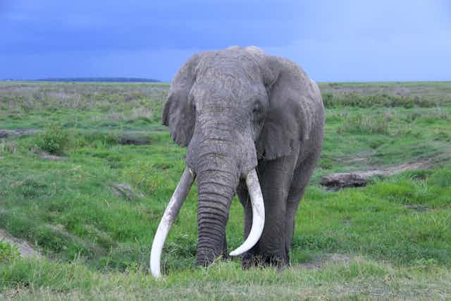 One of the last big tuskers stands in a grassy landscape of the Amboseli National Park in Kenya