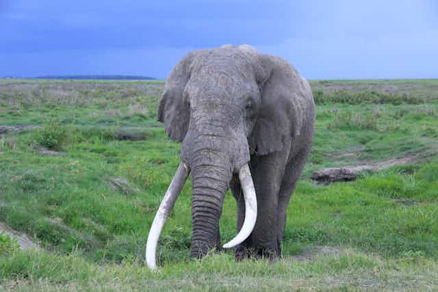 Why Do Elephants Have Trunks