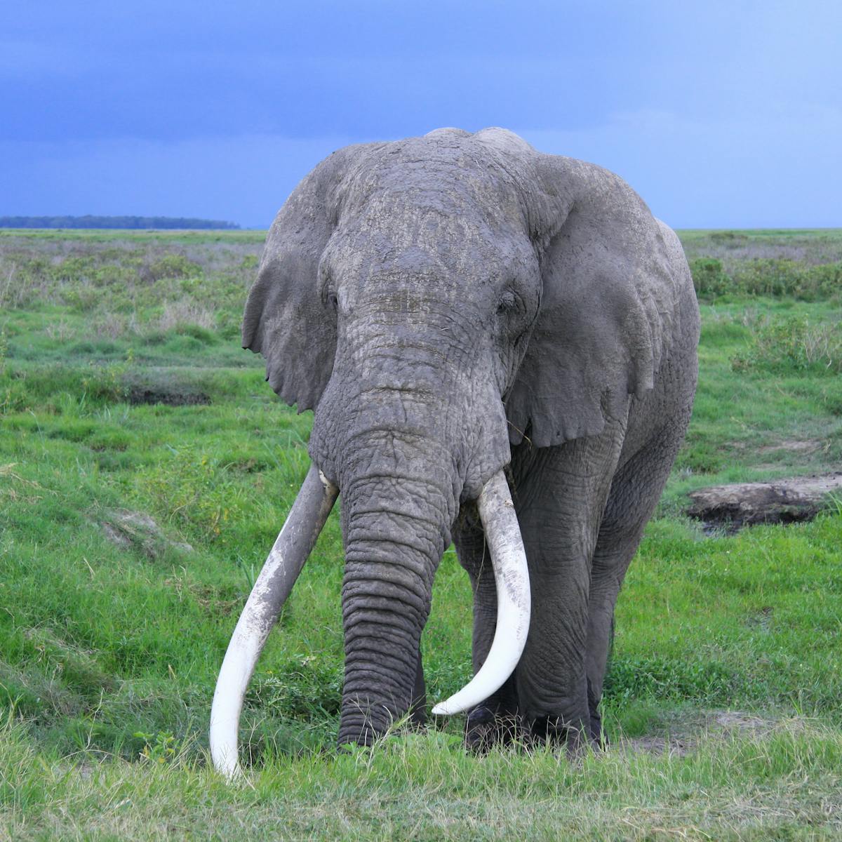 elephant