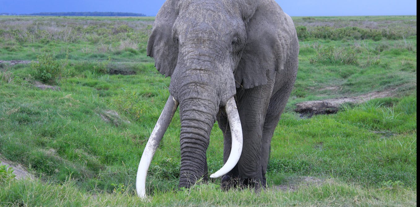Curious Kids: why do elephants have tusks?
