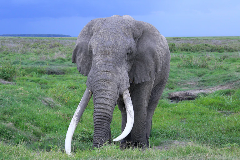One of the last big tuskers stands in a grassy landscape of the Amboseli National Park in Kenya