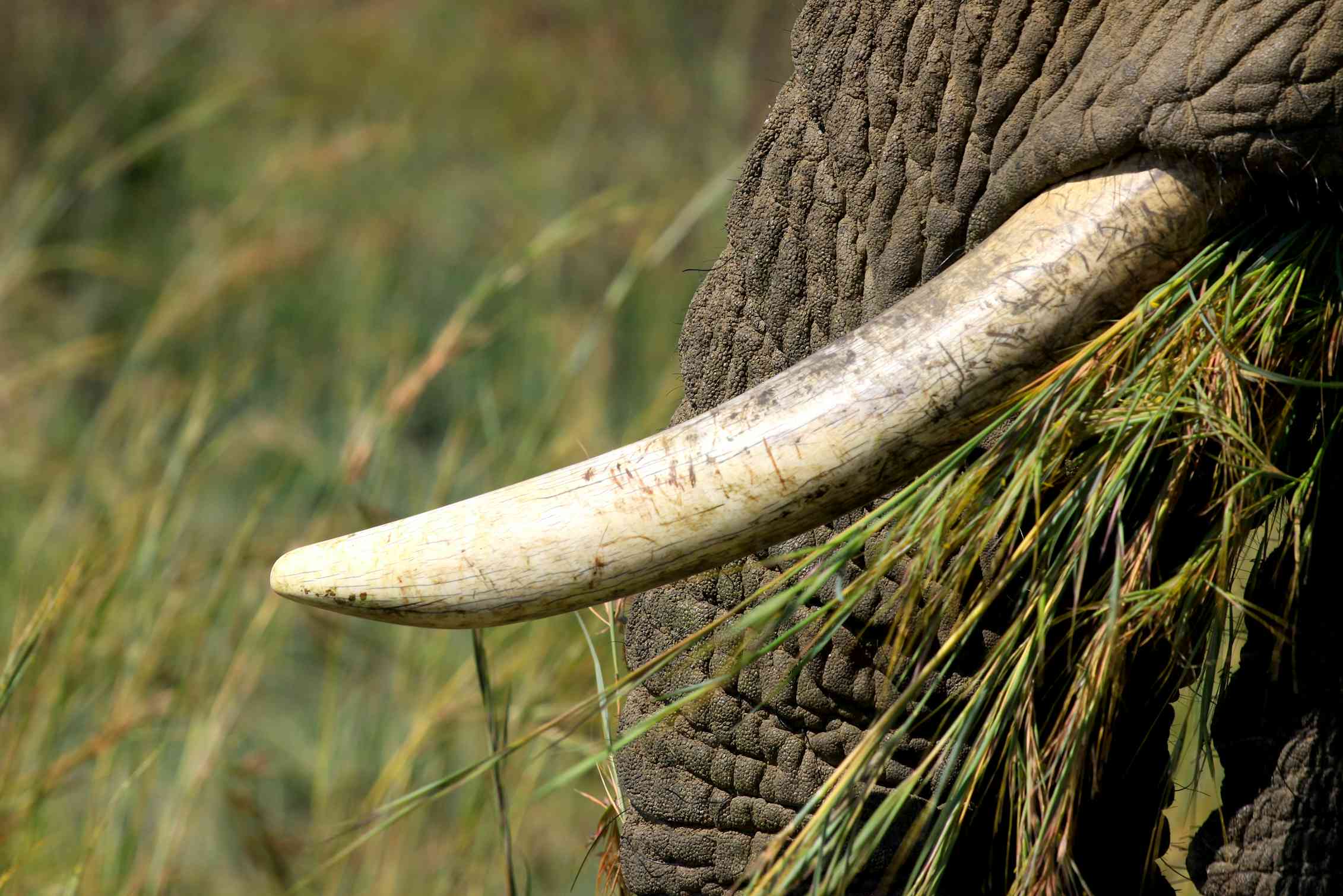 Curious Kids: why do elephants have tusks?