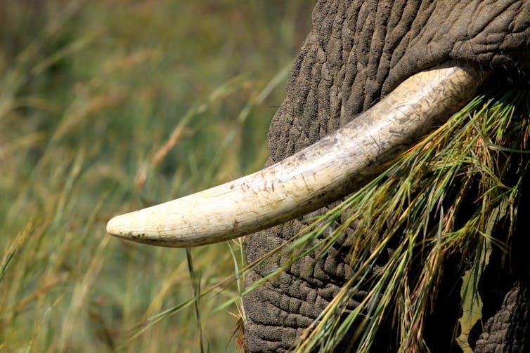 Curious Kids: why do elephants have tusks?